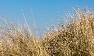 L'herbe à marmotte dans les dunes sur Percy's fotografie