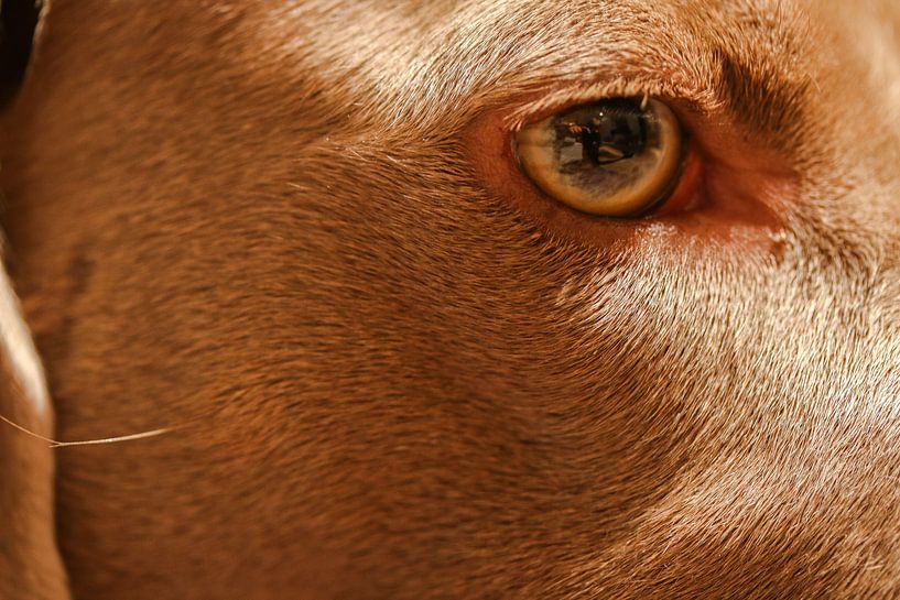 A close-up/macro of my dog by Julius Koster