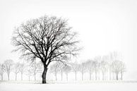 Winterlandschap met boom, minimalistisch. van Ron van der Stappen thumbnail