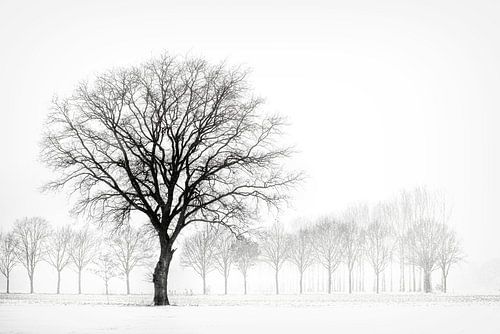 Winterlandschap met boom, minimalistisch.