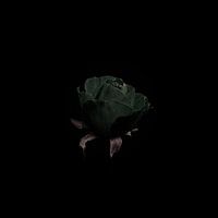 La dernière rose de décembre