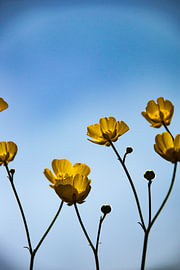Sommersonne von Fien Breynaert