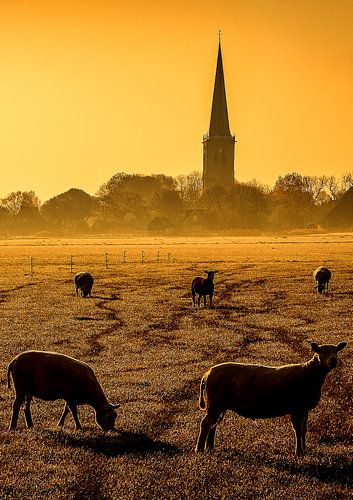 Landschap met schapen, Tzum, Nederland.