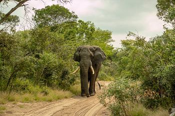 Südafrika - Safaris, Küsten und Weinberge