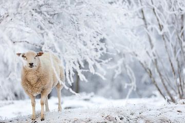 Een schaap in het bos in de sneeuw in de winter in Drenthe van Bas Meelker
