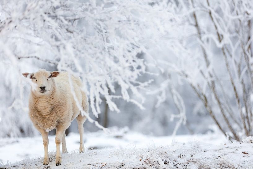 A sheep in the forest in the snow in the winter in Drenthe by Bas Meelker