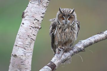Ransuil (Asio otus) van Ronald Pol