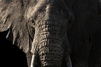 Portret van een olifant
