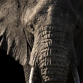 Portrait of an elephant by Sharing Wildlife