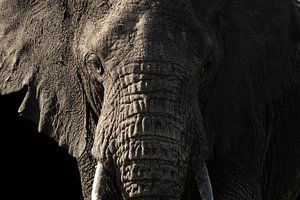 Portret van een olifant van Sharing Wildlife