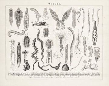 Antique engraving Worms by Studio Wunderkammer