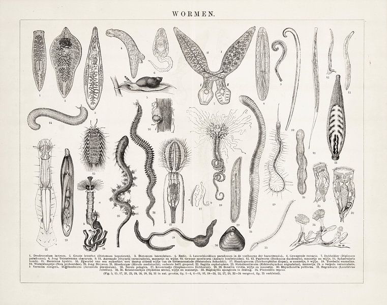 Gravure ancienne Worms par Studio Wunderkammer