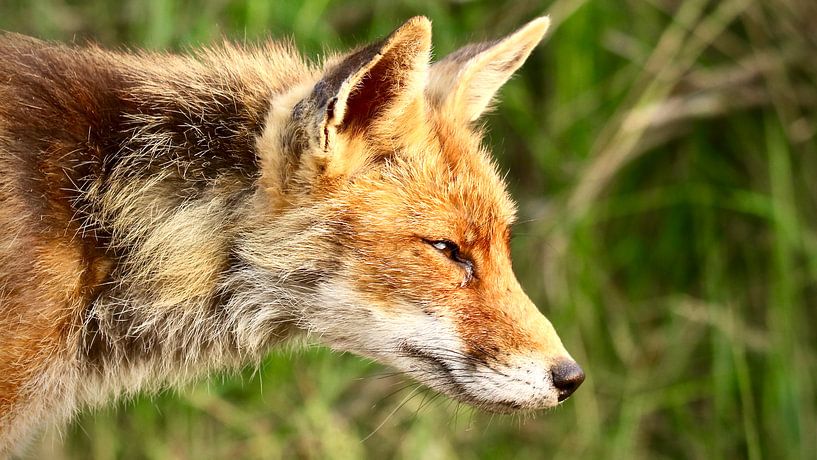 Focus by Stephan Petersen