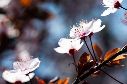 Tak met prunusbloesem