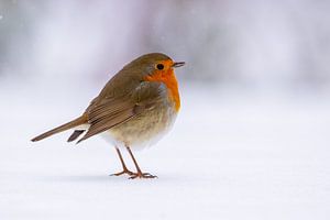 Roodborstje in de sneeuw van Jolanda van Blaaderen