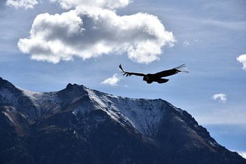 Condor in het Andesgebergte. van Zarina Buckert