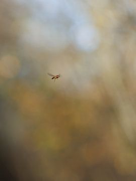 Hoverfly in the sky by Karen de Boer