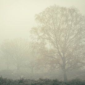 Misty Mornings V by Rogier Kwikkers