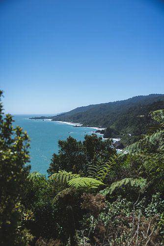 Pororari River Track: Wandelen langs een Verborgen Rivierparadijs