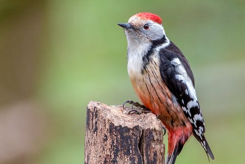 Pic mar sur Demian Smit