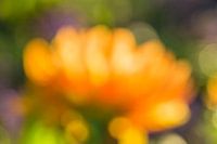 Dahlienblüte abstrakt (4)