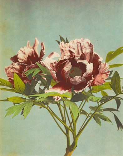 Boom Pæony, Ogawa Kazumasa