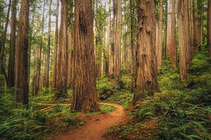 Boy Scout Tree Trail sur Loris Photography