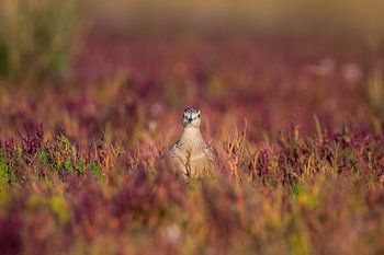 Morinelregenpfeifer in einem Meer von Glaskraut