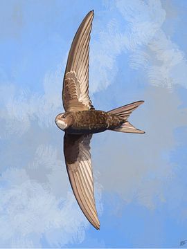 Gierzwaluw in Vogelvlucht van Volwater
