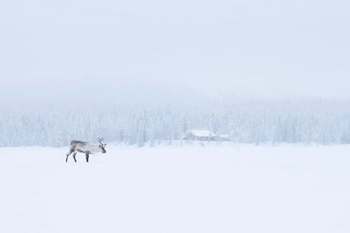 Rendier in Zweeds landschap