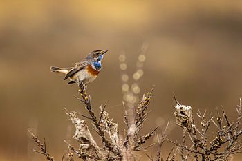 Bluethroat in the dunes