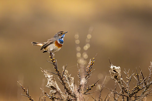 Gorgebleue dans les dunes