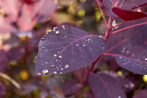 Waterdruppels op blad