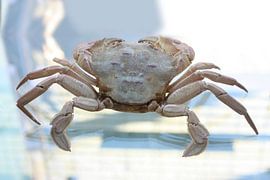 Uit de zee (werk 3) by Cor Heijnen