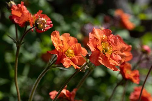 Group of orange gaura in the garden