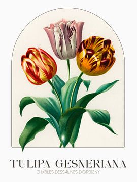 Charles Dessalines d'Orbigny - Tulipa Gesneriana