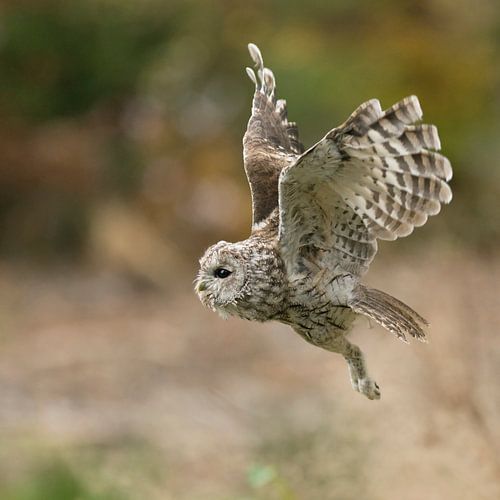 Eule im Flug... Waldkauz *Strix aluco*