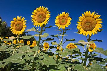 Sunflowers in France von Arie Storm
