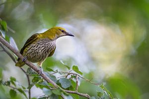 Oriole