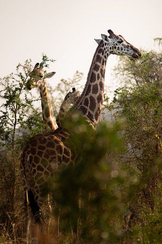 Langs de horizon – De stille kracht van Kidepo’s giraffen