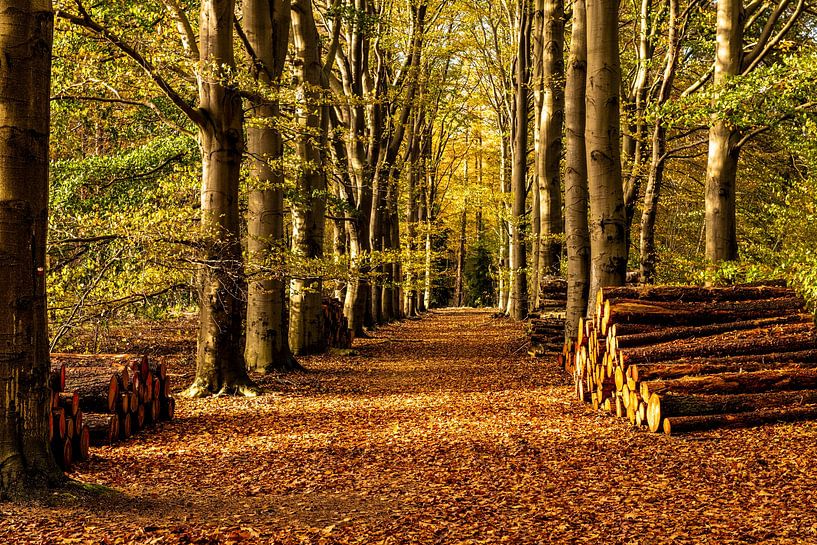 Forest path in splashing Autumn colours. by Brian Morgan