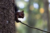 Eichhörnchen auf einem Baum im Gegenlicht, Eekhoorn op een boom in het achterlicht