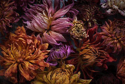 still life of dried dahlias's