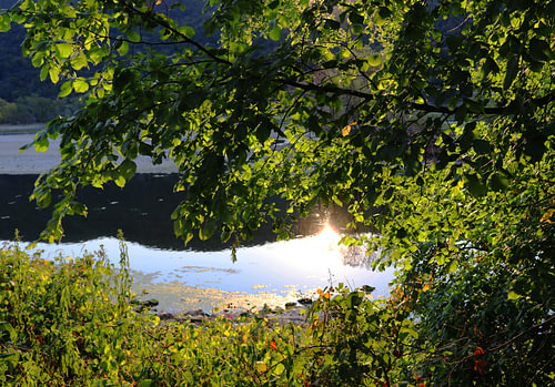 A green curtain by the idyllic river