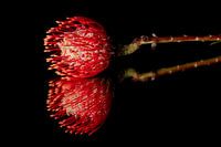 A flower on a mirror with black background