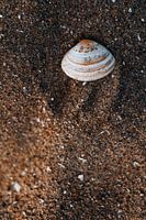 Collecting sea shells