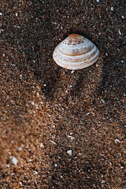 Collecting sea shells by Elise van Gils