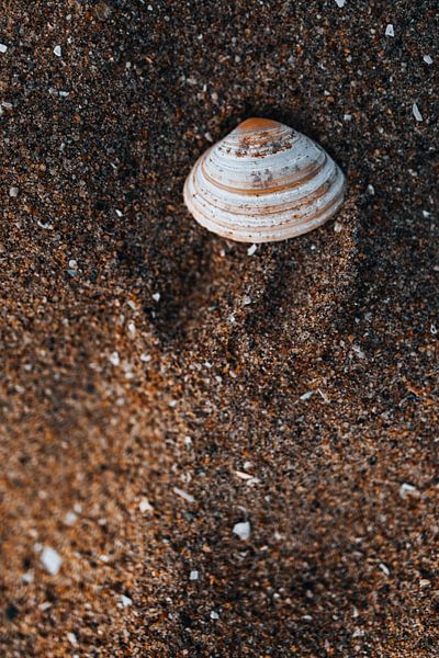 Sammeln von Muscheln von Elise van Gils
