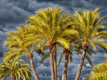 Palmbomen tegen een donkere lucht van Luc de Zeeuw