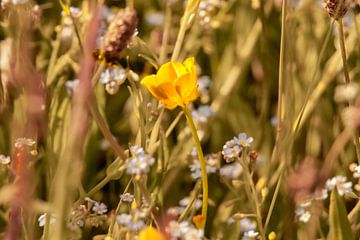 Wilde bloemen van Dirk Smit